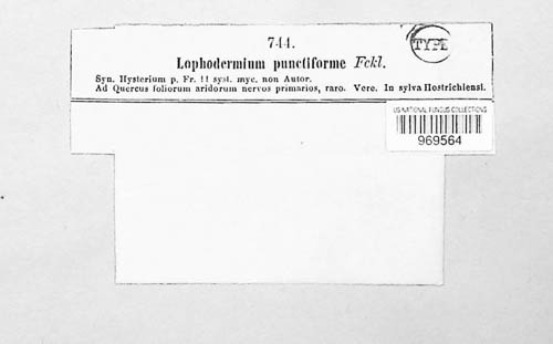 Lophodermium punctiforme image